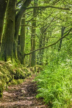 Baumallee am Fowey River bei St Neots, Bodmin-Moor, Cornwall 2014