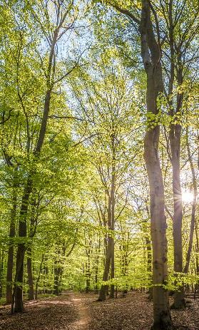 Buchenwald im Frühling bei Engenhahn im Taunus 2015