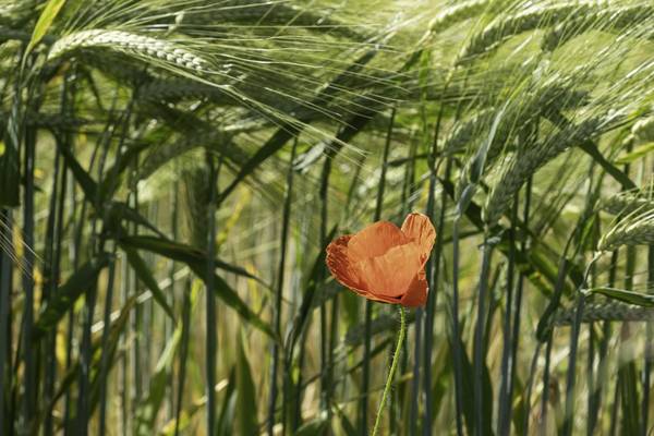 Mohnblume im Feld von Christina Neuhaus-Petrosino