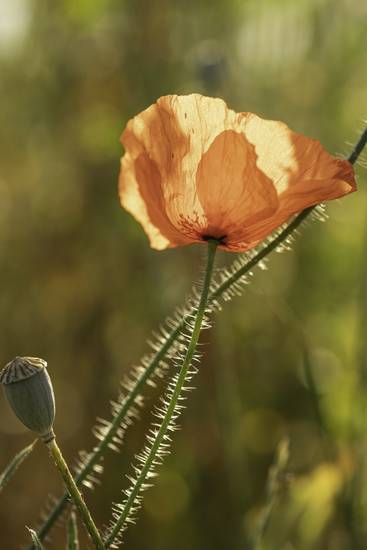 Mohnblume im Sonnenschein1