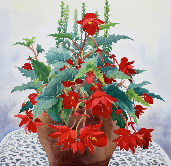 Begonia von Christopher  Ryland