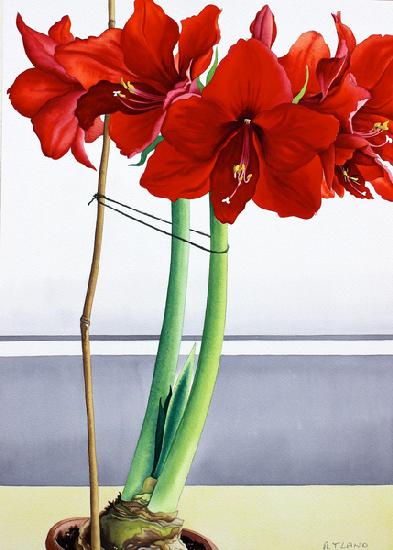 Red Amaryllis 2 2016