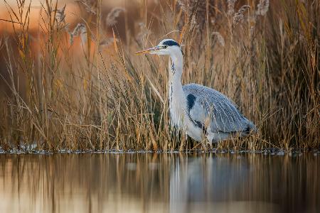 Adea cinerea im Morgengrauen