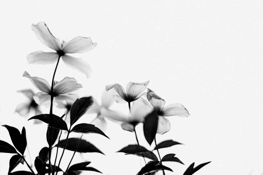 Clematisblüten – High Key in Schwarz und Weiß von Dahlia Ambrose