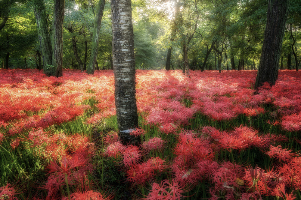 Der rote Teppich von Daiki Suzuki