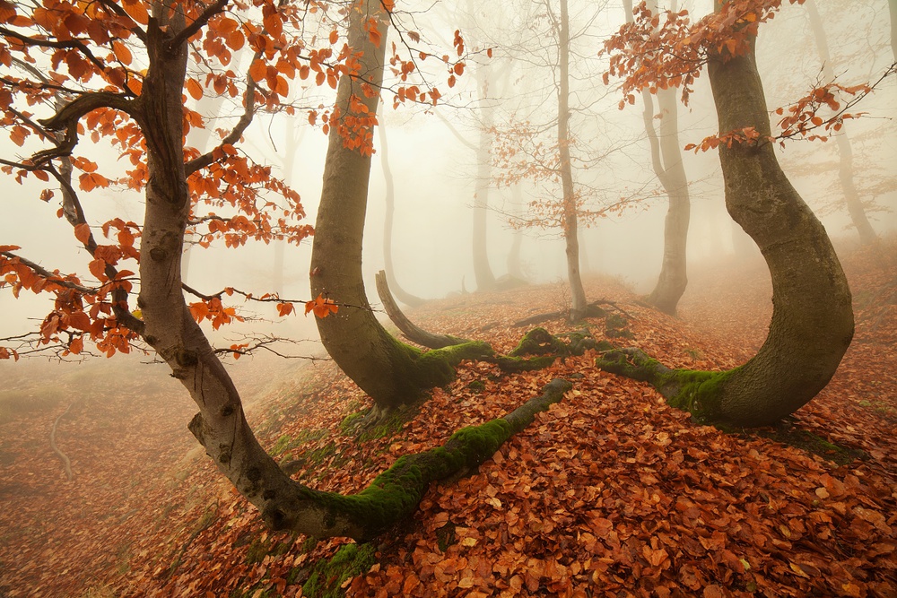 Herbstkraken im Erzgebirge von Daniel Rericha