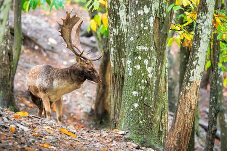 Fallow deer 2019