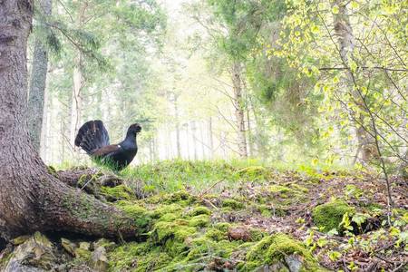 Il Gallo Cerone e il suo ambiente 2019