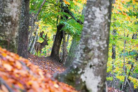 The fallow deer and its environment 2019