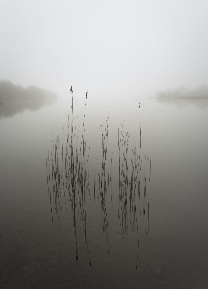 Schilf im Nebel von david ahern