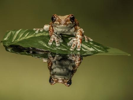 Amazonas-Milchfrosch