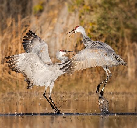 Pas de deux