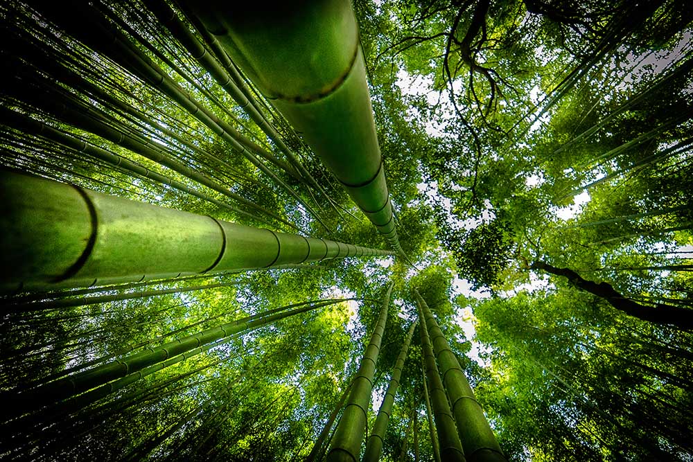 ARASHIYAMA von David Ros