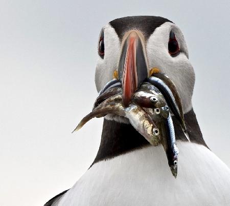 Fische für die Papageitaucher.