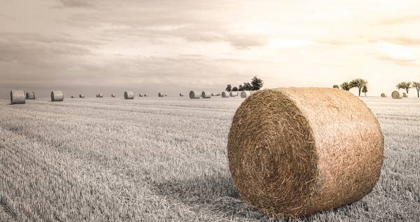 Getreiderolle auf Feld im Sonnenschein von Dennis Wetzel