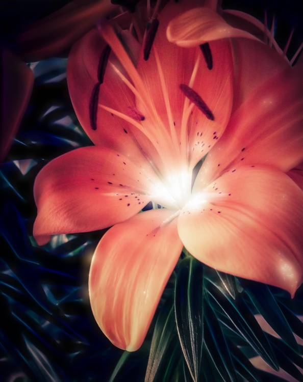 Rote Blüte beleuchtet von Dennis Wetzel