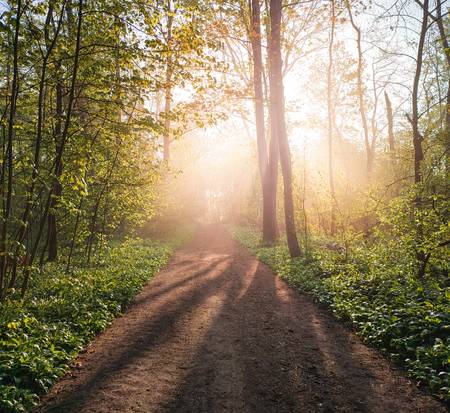 Morgennebel im Wald 2022