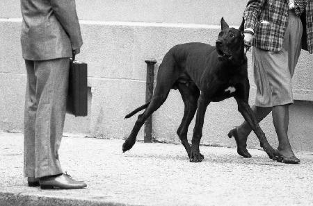 Leibwächter der Deutschen Dogge (aus der Serie „Boy meets Girl“)