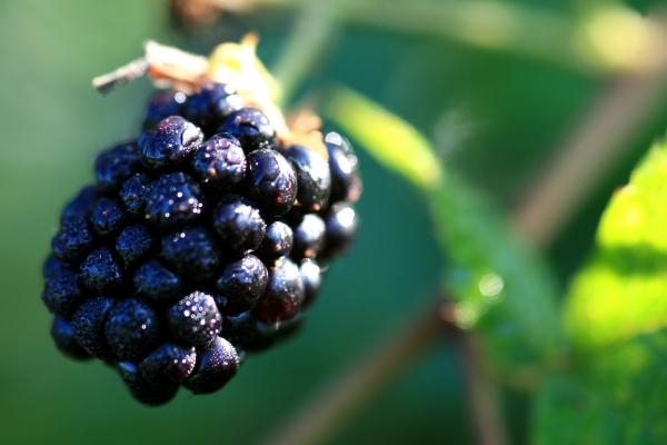 Brombeere am Strauch von Dieter Ritter