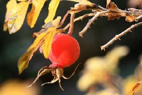 Beerenauslese Hagebutte