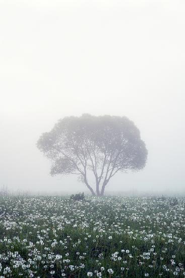 Einsamer Baum