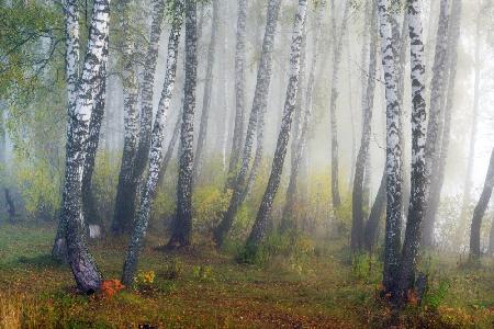 Herbstnebel