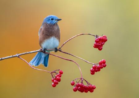 Östlicher Blauvogel