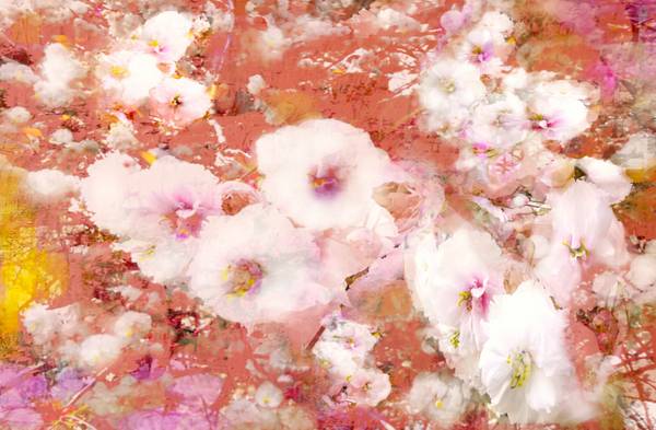 Kirschblüten von Doris Beckmann