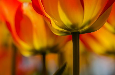 Unter der Tulpe