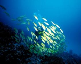 Taucherin im Fischschwarm