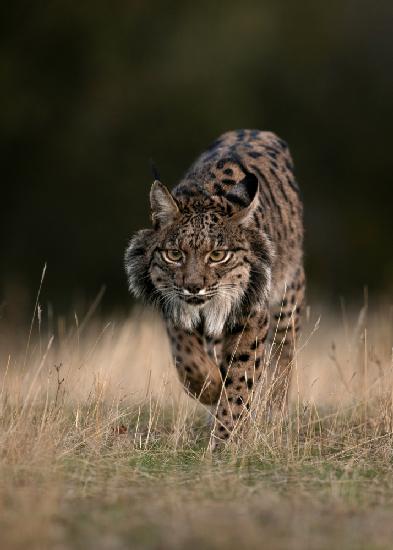 Luchs