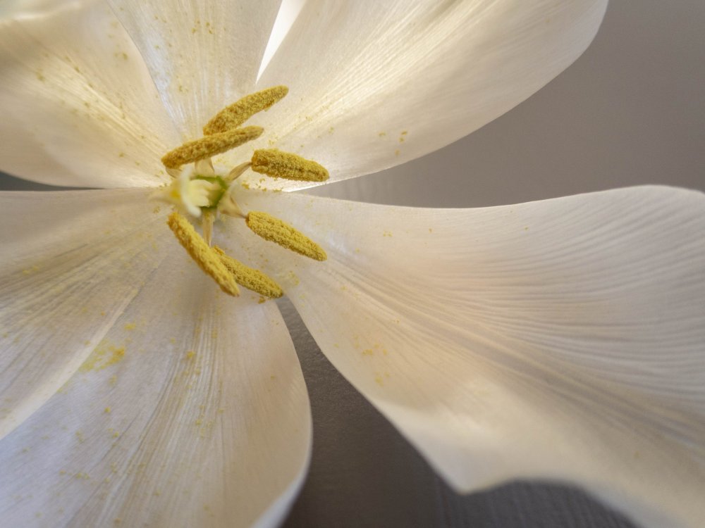 Weiße Tulpe von Edita Brus