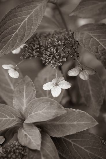 Hydrangeablüten 2023