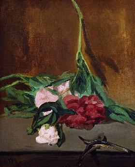 Stem of Peonies and Secateurs c.1864