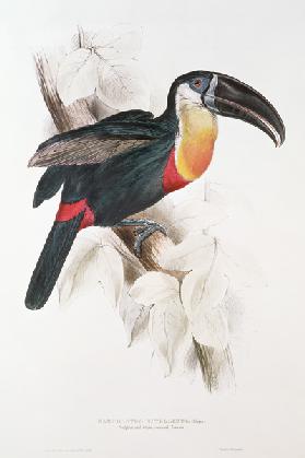 Sulphur and white breasted Toucan