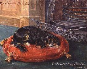 King Charles Spaniel at Rest