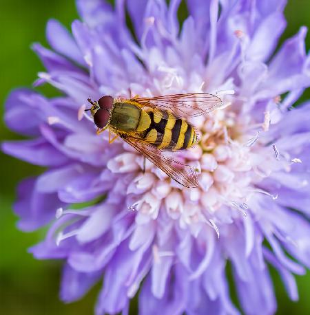 Schwebfliege auf Blume