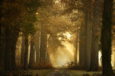 Für immer Wald