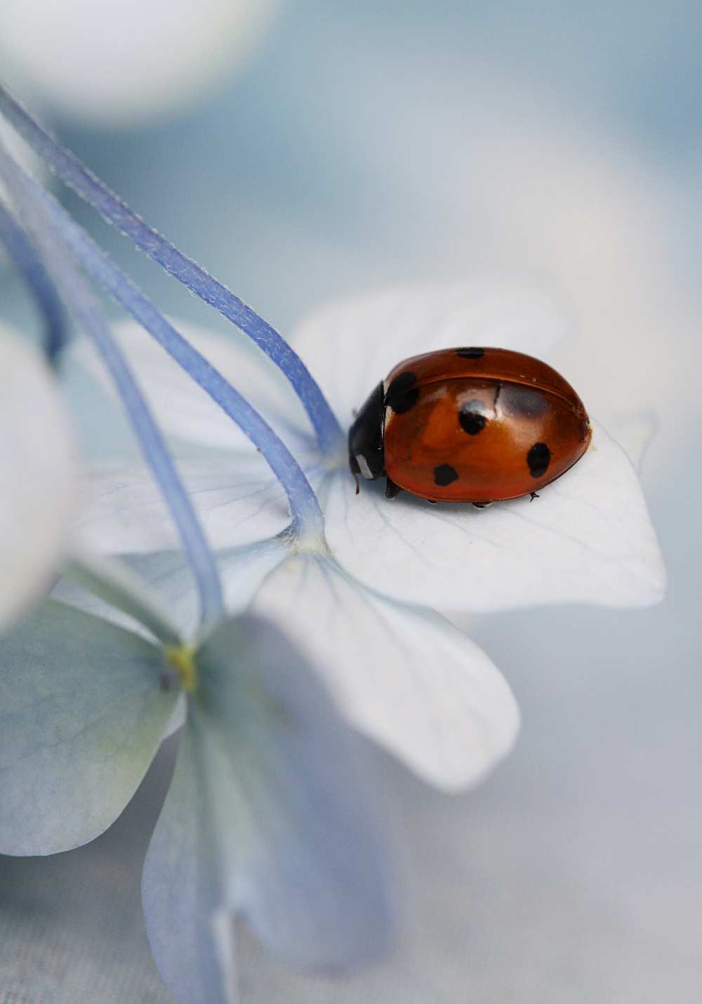 Ladybug von Ellen Van Deelen