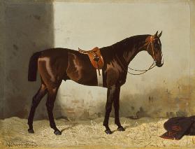 Brauner im Stall 1886