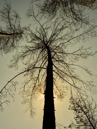 ein verbrannter Baum