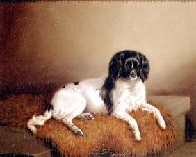 Springer Spaniel