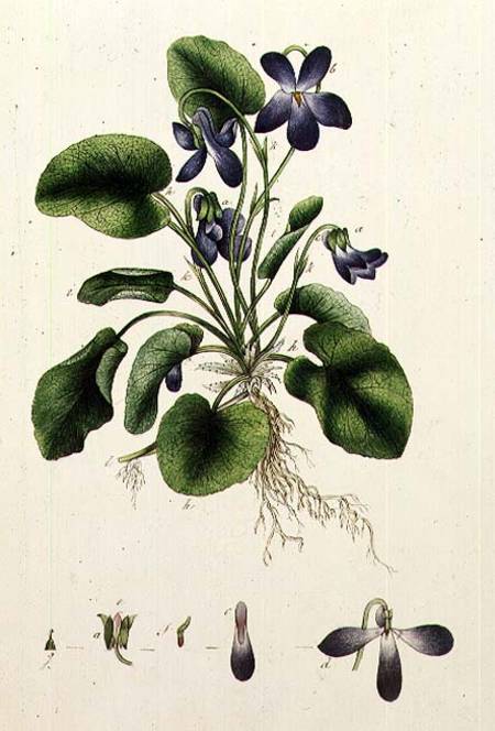Violets page from an Album of Botanical Studies von English School