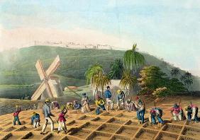 Planting the Sugar-Cane, pub. by Infant School Society Depository, London, c.1820 (etching, engravin 1835