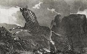 Quagga (engraving) 19th