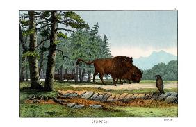 Aurochs of Lithuania 1860