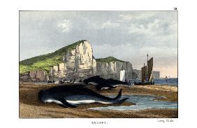 Caa'ing Whale 1860