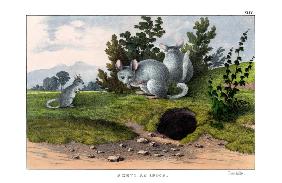 Chinchilla 1860