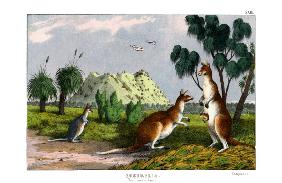 Eastern Grey Kangaroo 1860