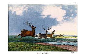 Wapiti 1860